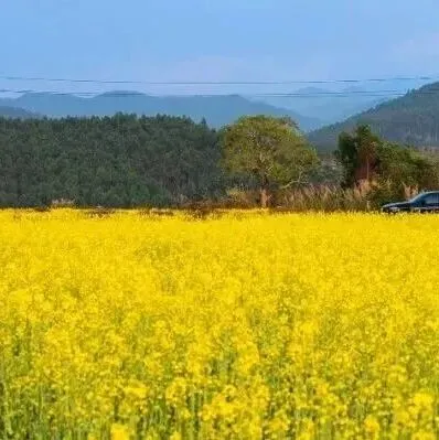 【暖冬遇見<em>防城港</em>】<em>防城港</em>五顏六色的花，每一種都美到心坎里~