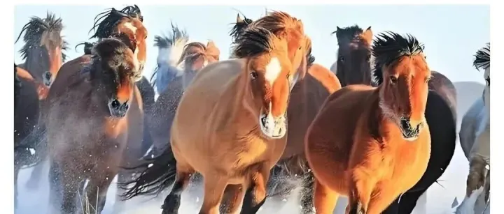 【周津】我的人生马论