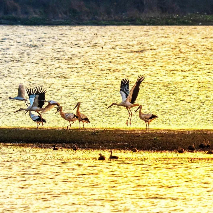 <em>新余</em>仙女湖迎来“鸟类大熊猫”
