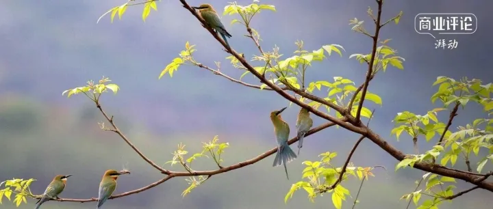 工廠邊的500只珍稀鳥類，藏著云南咖啡可持續(xù)的縮影