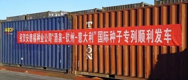【Gansu Echo】450吨甘肃种子乘专列发往欧洲