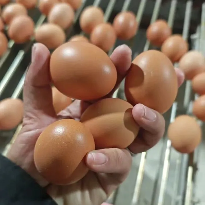 从 “规模” 到 “效益” 的蝶变：8 万羽蛋鸡场的养殖升级启示