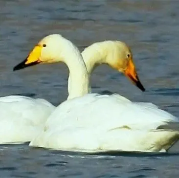 【Gansu Echo】珍稀鸟类“光临”永靖 奏响生态健康乐章