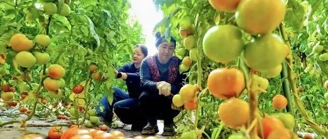 【Gansu Echo】祁连山下春常在：临泽温棚奏响冬日蔬歌