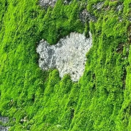生态科普 | 墙角那个不起眼的小天才——苔藓