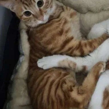 2026年03月08日<em>湘潭</em>、长沙宠物领养（5只猫猫、2只狗狗）