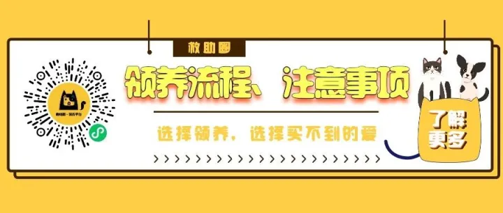 【救助圈】如何领养？领养流程，注意事项，领养前请务必查阅~