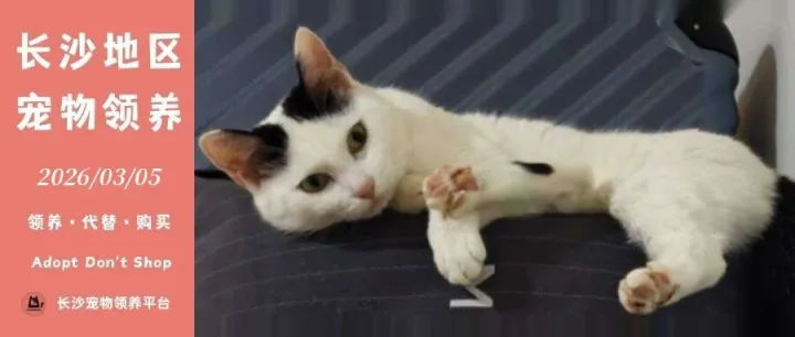 2026年03月05日长沙宠物领养（6只猫猫、1只狗狗、1只小宠）