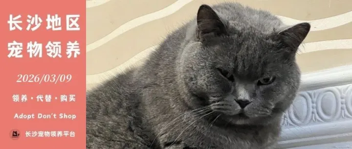 2026年03月09日长沙宠物领养（8只猫猫、3只狗狗）