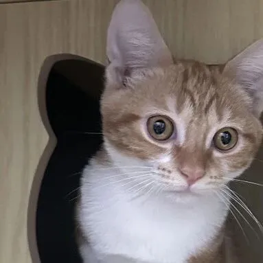 2026年03月05日郴州、长沙宠物领养（7只猫猫、1只狗狗、1只小宠）