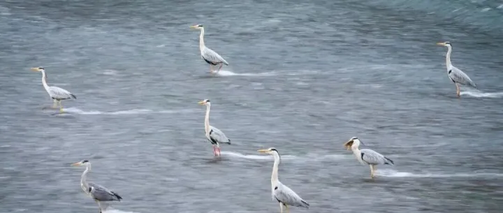 摸鱼！我们是认真滴！