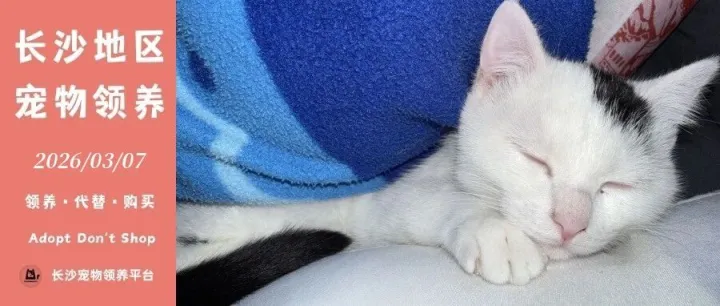 2026年03月07日长沙宠物领养（7只猫猫、4只狗狗）