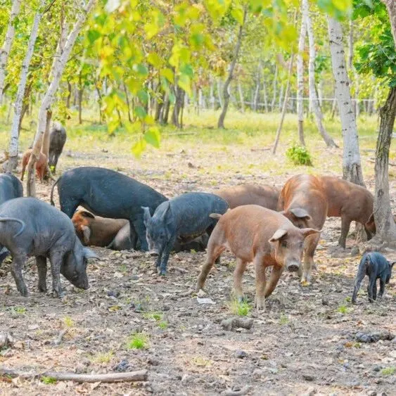 一只“不打針”的豬——大興安嶺跑山黑豬的故事