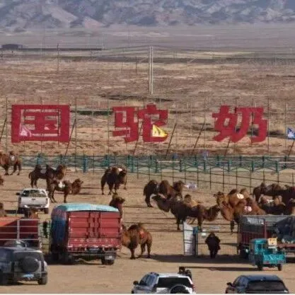【阿右旗】阿拉善骆驼超级联赛月赛暨阿拉善右旗2026年骆驼那达慕大会顺利开幕