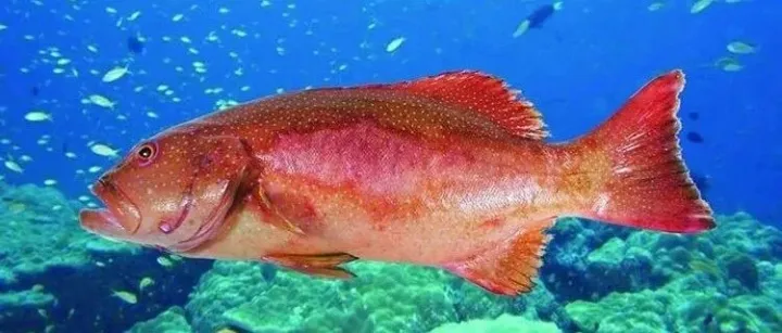 陈松林院士 | 谈东星斑的人工养殖技术