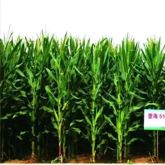 玉米高效种植技术要点