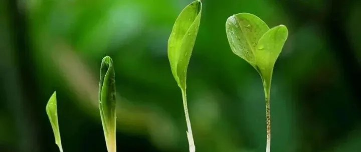 巴西出手！种子套包入刑，全球种业迎来“重典”时代