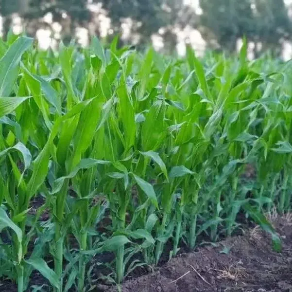 转基因玉米大豆品种审定信息（一）