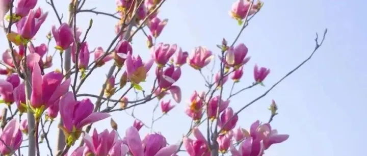 昨日满树雪，今朝一地霜：五通桥玉兰迎来最后花期