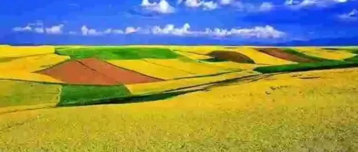 《经合组织－粮农组织2025-2034年农业展望》发布：新兴经济体将成为动物源性食物消费与产量增长的主要引擎