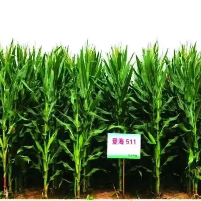 内蒙古：农技推广破局 玉米单产跃升