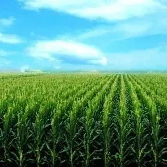 内蒙古玉米密植精准调控高产技术