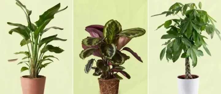 狂賣$28萬+，這個(gè)DTC品牌靠“養(yǎng)不死”的綠植打爆歐美市場