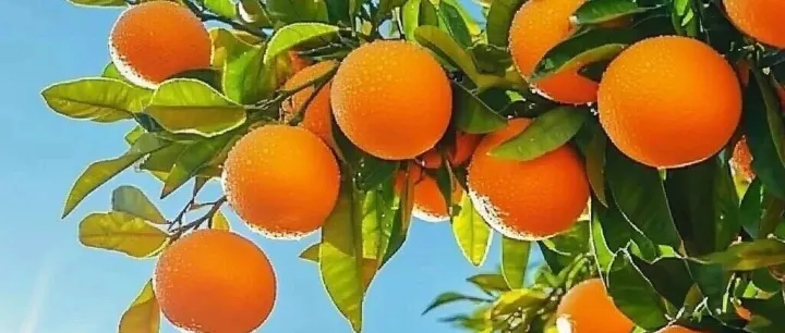 农业农村部办公厅关于印发《订单农业合同规范指引》的通知