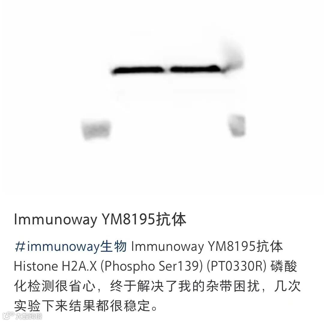 解决磷酸化烦恼 结果很稳定YM8195.jpg