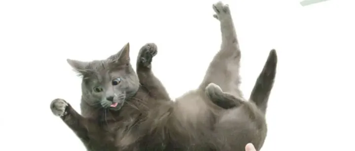 猫咪坠落时为何总是四脚着地？困扰物理学家300年的问题终于有了答案