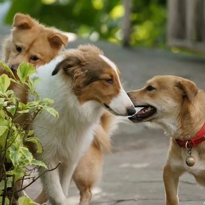 【干货分享】2025<em>宠物</em>殡葬<em>用品</em>市场洞察