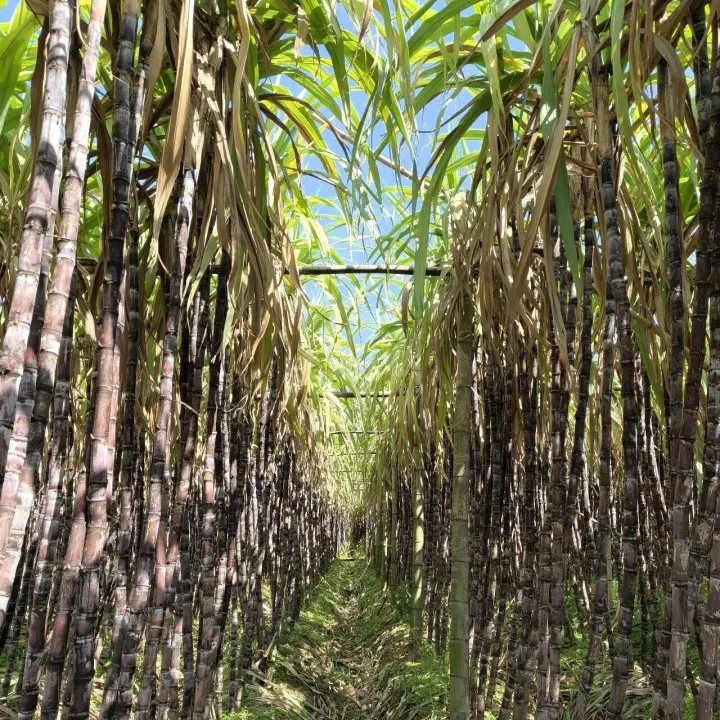 春风送暖助农忙 甜蜜同行践初心——协会组织会员企业开展三月学雷锋春风活动