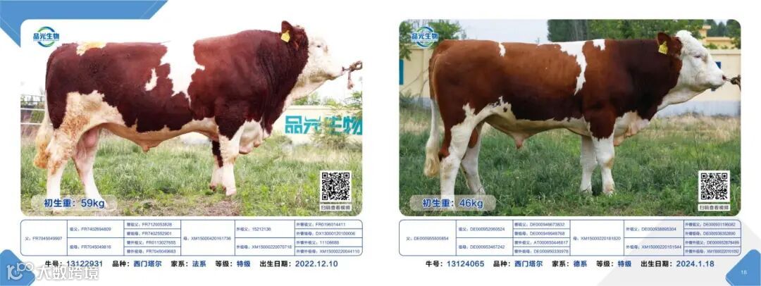 肉牛画册2025.5.22_10.jpg
