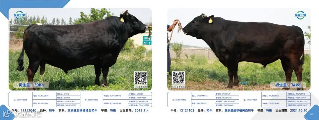 肉牛画册2025.5.22_02.jpg