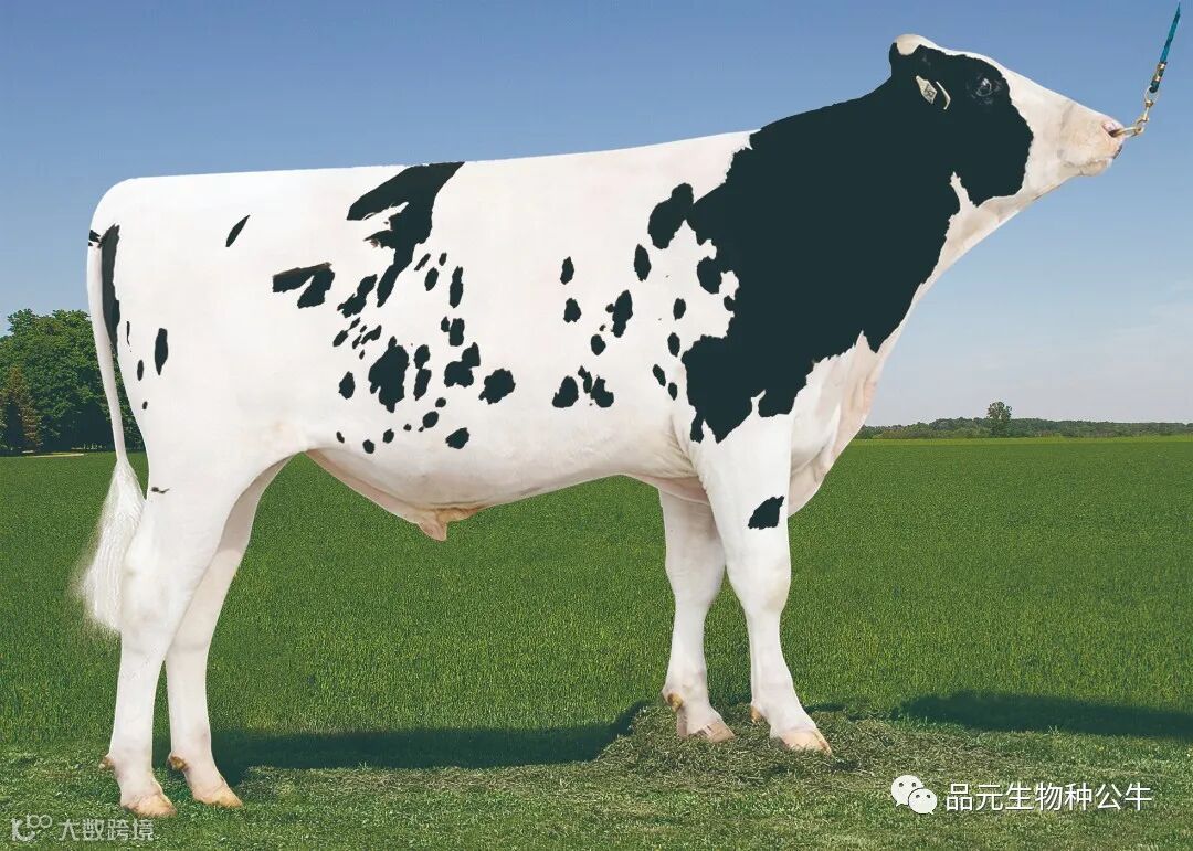 11 P花纹1个318HO10637 用图片s_114 (1).jpg