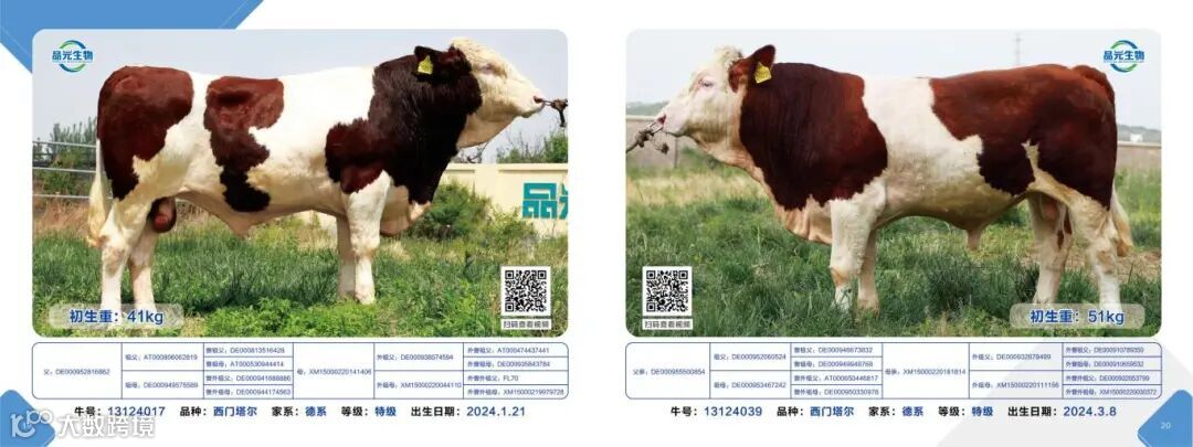 肉牛画册2025.5.22_11.jpg