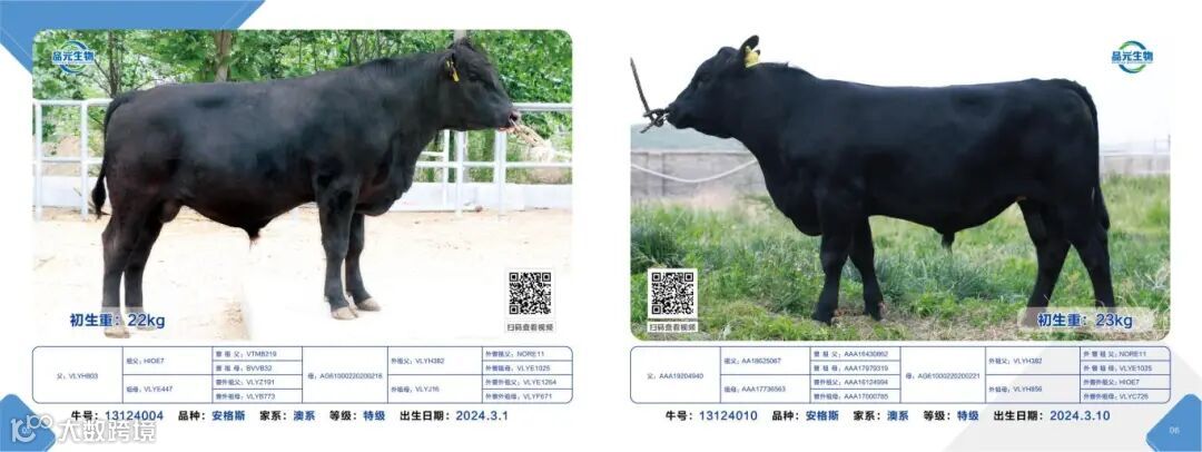 肉牛画册2025.5.22_04.jpg