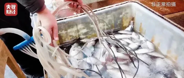 活鱼运输 “麻醉”乱象调查：丁香酚、工业酒精被违规使用