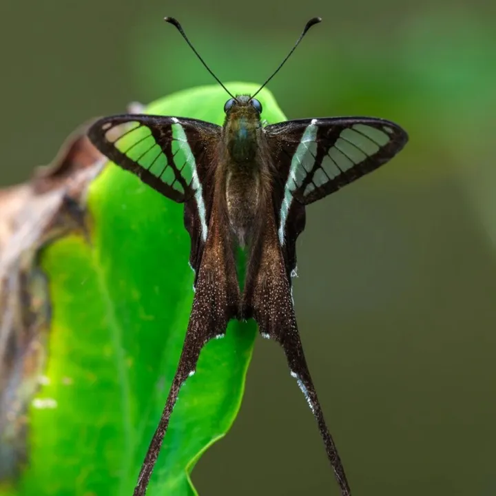 微距丨岭南拍虫这一趟，我终于懂了 GFX中画幅的真正价值