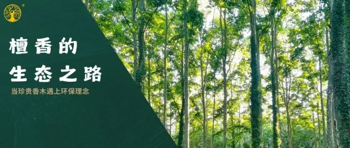 檀香｜檀香與環(huán)保：珍貴香木的生態(tài)之路