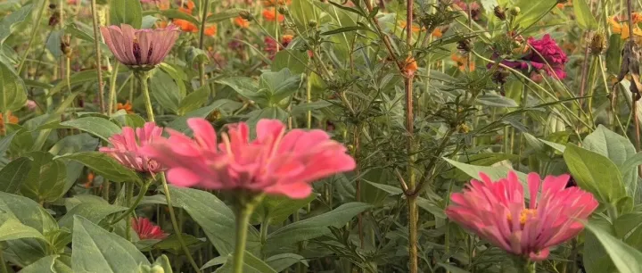 80后们，张雪峰给我们这代人的警示