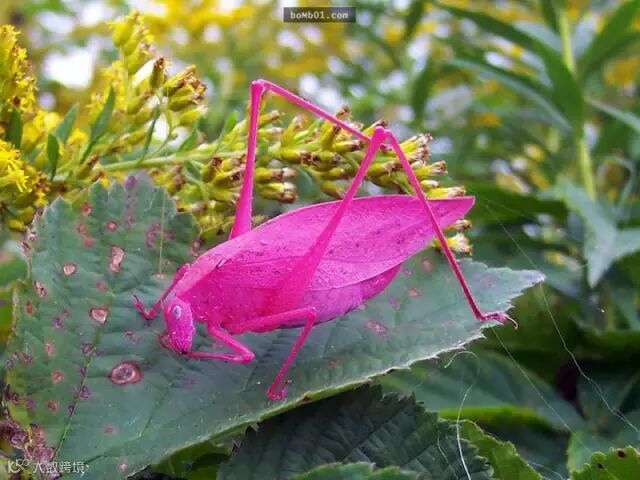 不必经过PS修图就足以让大家都赞叹的现实照片