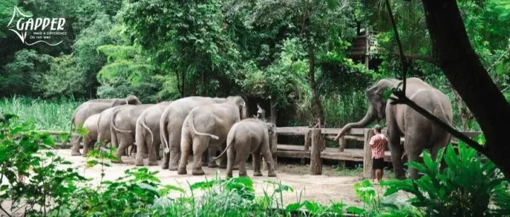 招募·泰国｜错过等一年的泼水节！在800万游客涌入之前，先认识清迈原本的样子！