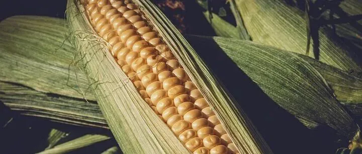 初九数据与艾格农业携手推动<em>四平</em>玉米产业数字化综合服务平台上线