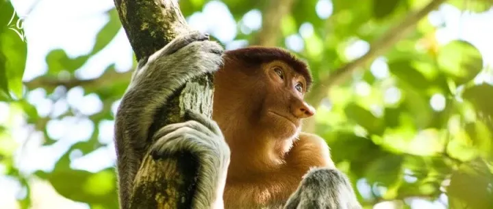 招募·馬來西亞｜闖入“南洋亞馬遜”！巡河夜觀、徒步探險婆羅洲1.4億年熱帶雨林！