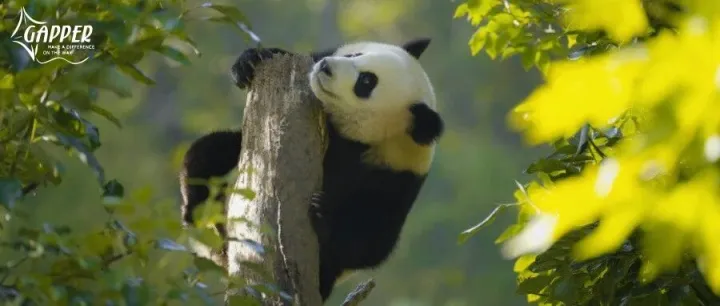 招募·四川<em>雅安</em>｜「终极福利」招募熊猫体验官！亲手照顾国宝，开启终生难忘的旅程！