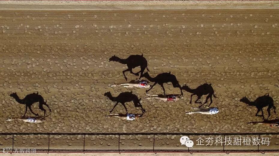 The Al Marmoum Camel Race, a famous annual event in Dubai