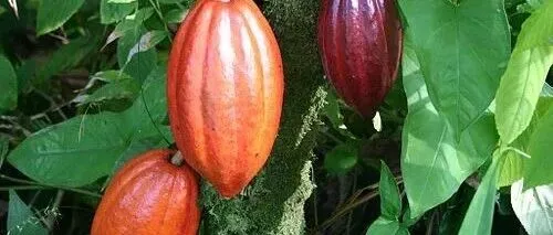 巧克力的秘密世界：从可可豆到你的味蕾