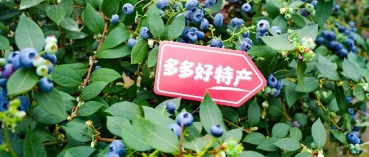 拼多多发布2025财报：以钉钉子的精神，继续重仓中国供应链，三年再造一个拼多多