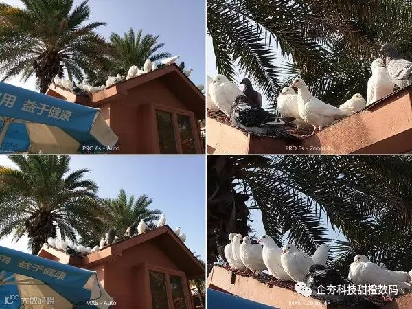 P61111-145210 广场 鸽子 - 4×缩放 对比.jpg